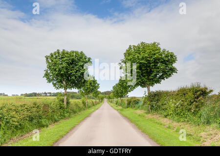 A straight country road leads into the distance along a tree lined avenue with hedgerows all the way along in Northumberland Stock Photo