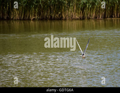 Common Tern flying towards the camera with caught fish Stock Photo