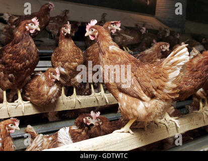 Laying hens kept in floor pens Stock Photo