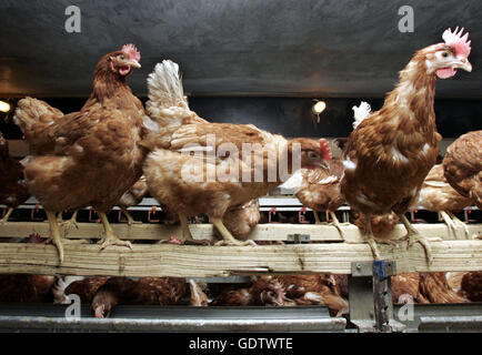 Laying hens kept in floor pens Stock Photo