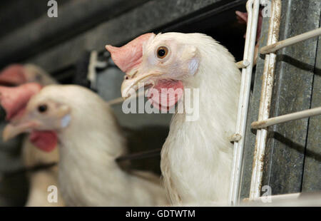 Laying hens kept in cages Stock Photo