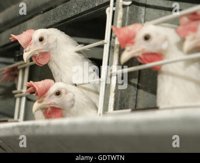 Laying hens kept in cages Stock Photo