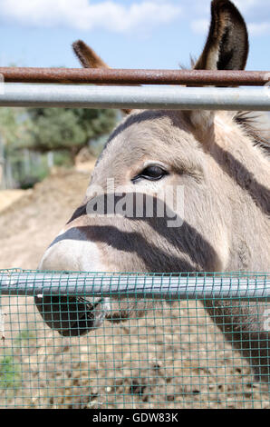 Gray Italian Sardinian Donkey Stock Photo