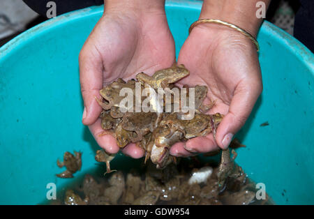 The image of  Frogs for food sale in Kohima market, Nagaland, India Stock Photo