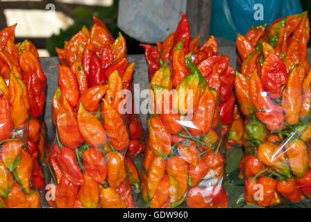 The image of Naga Chillies or Bhut jolokia in Kohima market, Nagaland, India Stock Photo