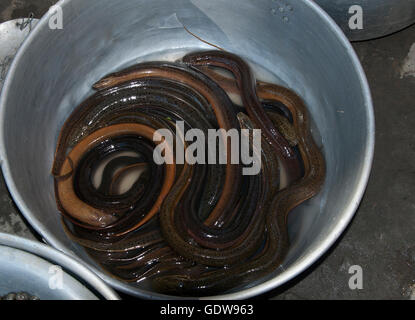 The image of Naga food eels in Kohima market, Nagaland, India Stock Photo