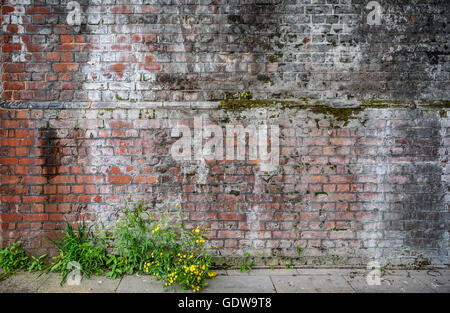 Yellow Ragwort growing wild in a grungy urban street. Stock Photo