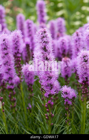 Liatris spicata 'Kobold' flowers. Stock Photo