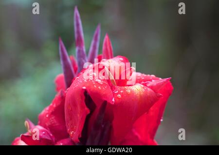 Canna flowers with water droplets Stock Photo