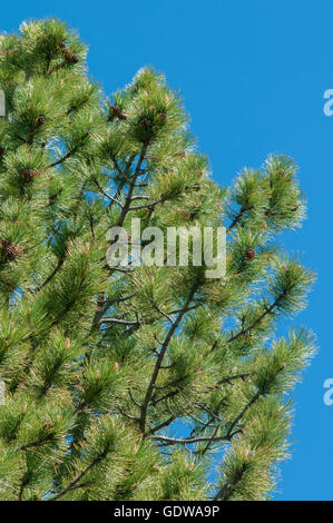 Ponderosa pine tree branches against a clear blue sky. Stock Photo