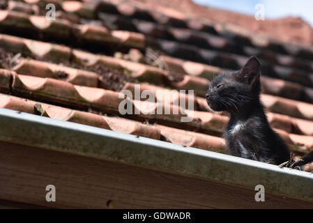 Kittens on a rooftop Stock Photo