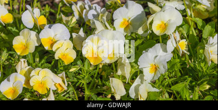 Viola COLORMAX POPCORN at Mercer Arboretum and Botanical Gardens in Spring, Texas. Stock Photo