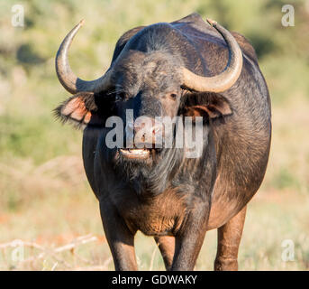 Closeup portrait of an African Buffalo in Southern African savanna Stock Photo