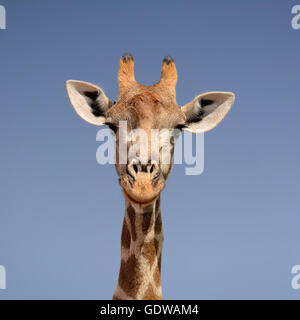 A closeup facial portrait of a giraffe in Southern Africa Stock Photo