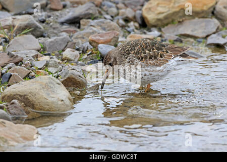 Purple Sandpiper in summer plumage feeding in a stream Stock Photo