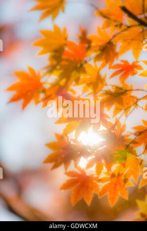 autumn trees out of focus, natural bokeh abstract blur background Stock Photo