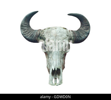 buffalo skull on the white background. Stock Photo