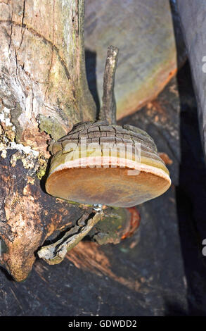 Thick colorful layered bracket fungus (Phellinus) growing on a Eucalyptus tree in the Australian bush Stock Photo