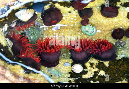 Bright red Waratah Sea anemones (Actinia tenebrosa) in a rock pool on the New South Wales coast, Australia Stock Photo