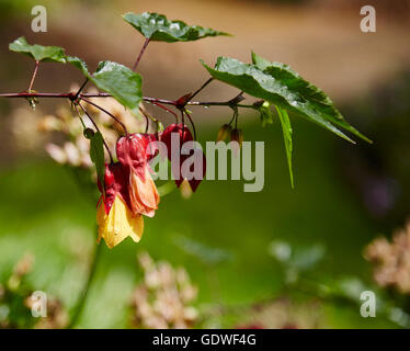 Flowers of Abutilon,yellow bell flower in a garden. Stock Photo