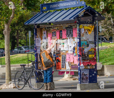 Woman on bicycle posting a flyer on a bulletin board kiosk on the University of California at Berkeley college campus Stock Photo