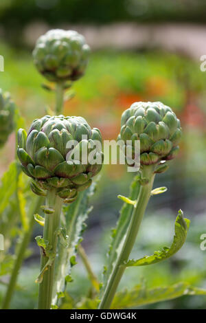 Globe artichokes with stems growing together in English vegetable garden Stock Photo