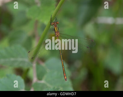 Female emerald damselfly (Lestes sponsa) in Berkshire, England Stock Photo