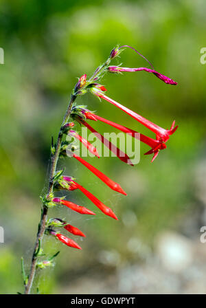 Beautiful red Scarlet Bugler, Penstemon barbatus, torreyi, Plantaginaceae, Plantain Family, in full bloom in Colorado USA Stock Photo