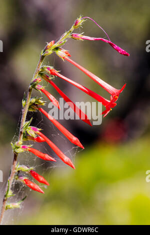 Beautiful red Scarlet Bugler, Penstemon barbatus, torreyi, Plantaginaceae, Plantain Family, in full bloom in Colorado USA Stock Photo