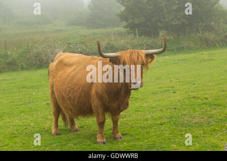 Highland cattle on Bodmin Moor Stock Photo
