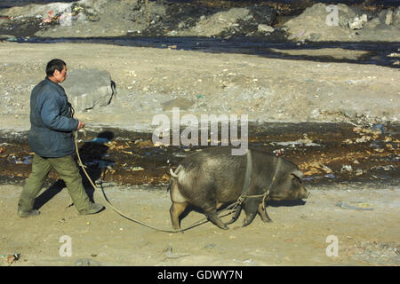A man walks with a pig in a small coal town Stock Photo