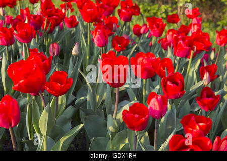 Red roses in Britzer Garten, Berlin, Germany, 2014 Stock Photo