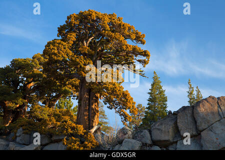 Juniper along Pacific Crest Trail, Carson Pass National Scenic Byway, El Dorado National Forest, California Stock Photo