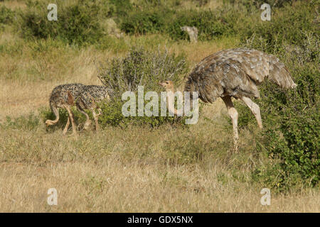 Female Somali ostrich with juvenile offspring, Samburu Game Reserve, Kenya Stock Photo