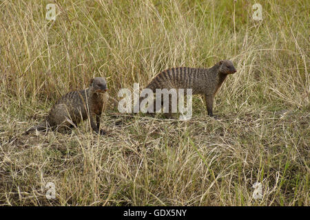 Banded mongooses in long grass, Masai Mara, Kenya Stock Photo