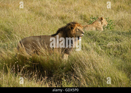 Male and female lions in grass, Masai Mara, Kenya Stock Photo