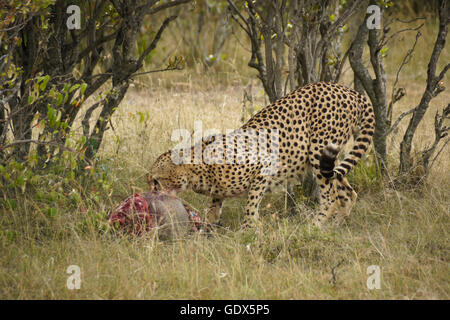 Male cheetah with warthog kill, Masai Mara, Kenya Stock Photo