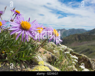 Aster alpinus, alpine aster Stock Photo