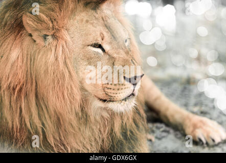 portrait the animal African lione lying close-up Stock Photo