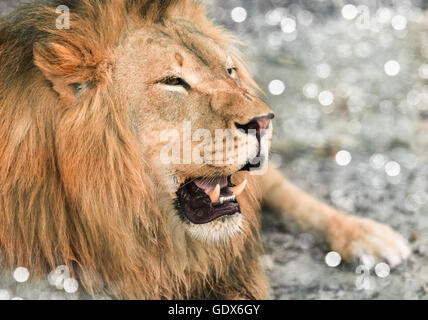 portrait the animal African lione lying close-up Stock Photo