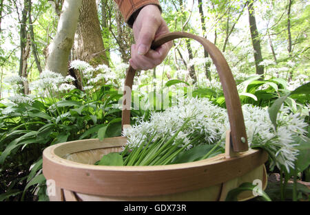 Allium ursinum. Foraged wild garlic foraging collected into a basket in an English woodland in spring - May, UK Stock Photo