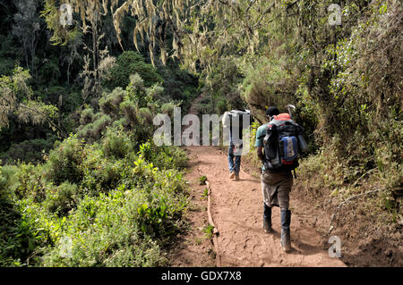 Porter and guide hiking Lemosho trail in the montane rainforest, Mount Kilimanjaro National Park, Tanzania Stock Photo