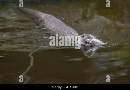 common otter Stock Photo