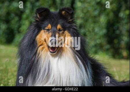 longhaired Collie portrait Stock Photo