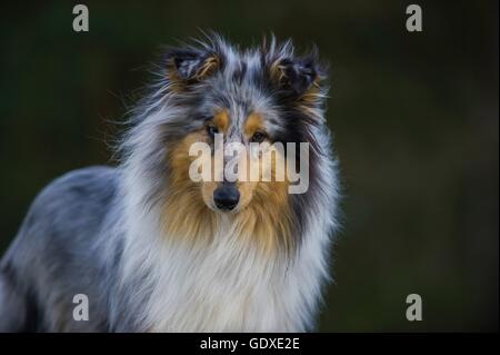 longhaired Collie portrait Stock Photo