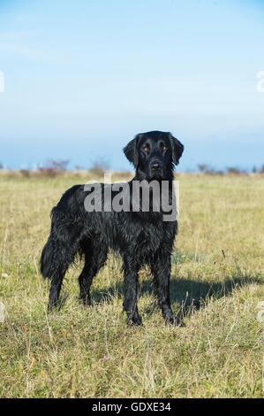 standing Flat Coated Retriever Stock Photo