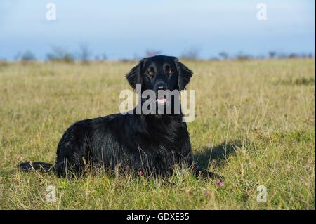 lying Flat Coated Retriever Stock Photo