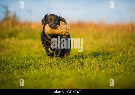 retrieving Labrador Retriever Stock Photo