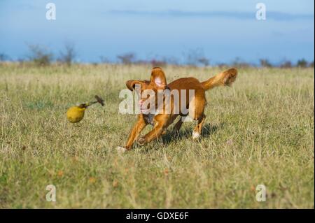 playing Nova Scotia Duck Tolling Retriever Stock Photo