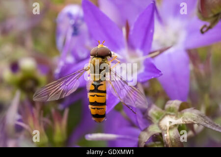 Marmalade hoverfly, Episyrphus balteatus, feeding nectar on a purple flower bellflower Campanula. Marmalade hoverflies can be fo Stock Photo
